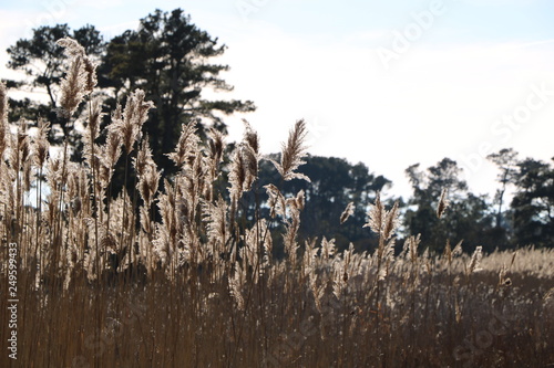 Sunlit Grasses
