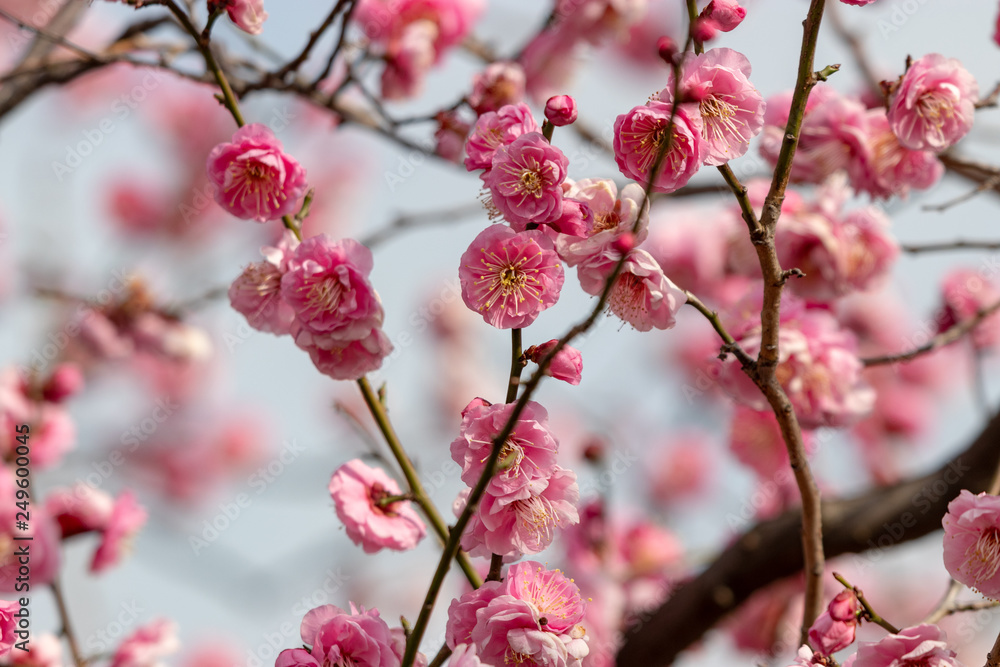 Red flower plum blossoms in Urban Agricultural Park in Adachi city, Tokyo, Japan Red flower plum blossoms in Urban Agricultural Park in Adachi city, Tokyo, Japan