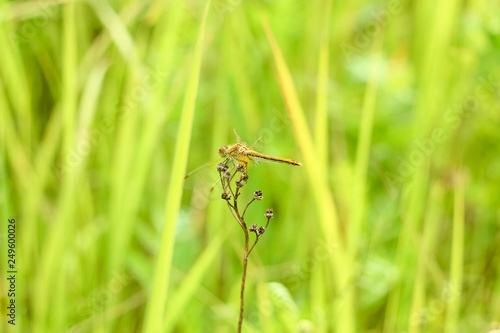 Close-up of a dragonfly sitting on the grass on a blurred background of a summer landscape with green grass and in the sun © Fotony76