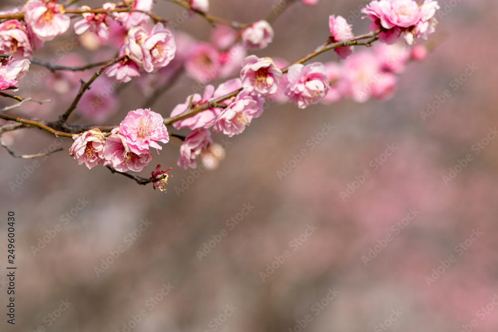 Red flower plum blossoms in Urban Agricultural Park in Adachi city, Tokyo, Japan Red flower plum blossoms in Urban Agricultural Park in Adachi city, Tokyo, Japan