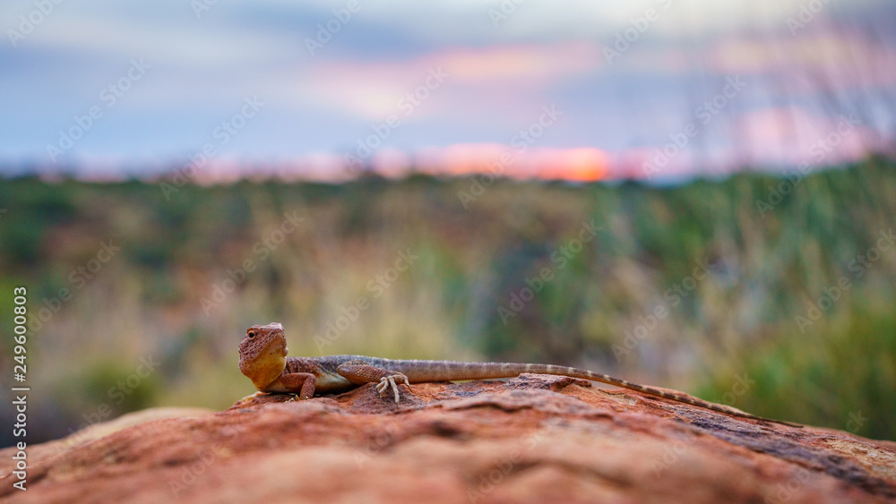 lizard in the sunset of kings canyon, northern territory, australia 8