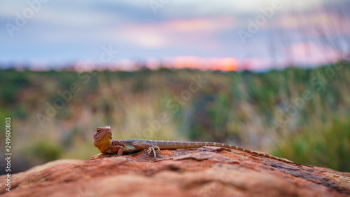 lizard in the sunset of kings canyon, northern territory, australia 8