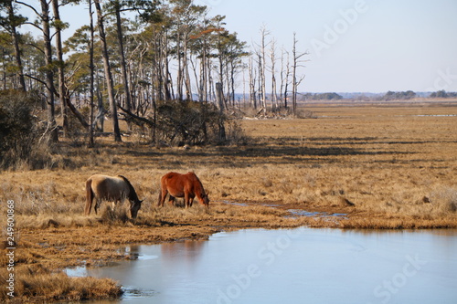 Chincoteague Ponies
