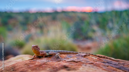 lizard in the sunset of kings canyon, northern territory, australia 14