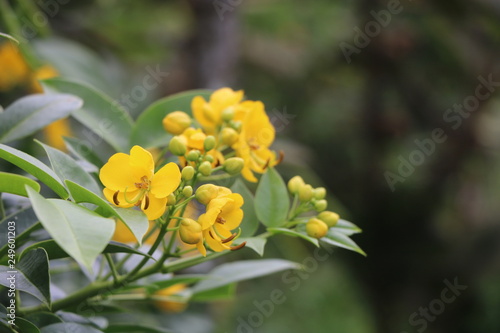 Yellow Flowers in Costa Rica