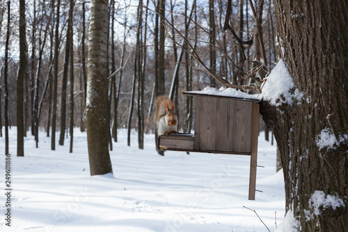 squirrel on a tree in a park in winter © Artoym
