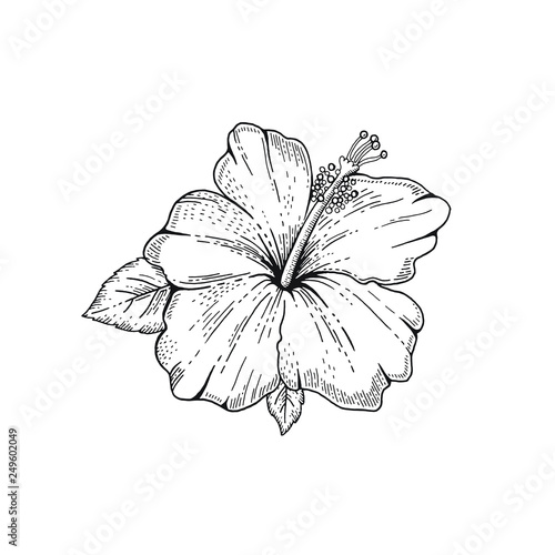 Summer Hibiscus tropic flower. Exotic herb plant, hand drawn vintage style. Doodle vector illustration isolated white. Trendy line art for coloring book, t-shirt print, card design, logo, tattoo