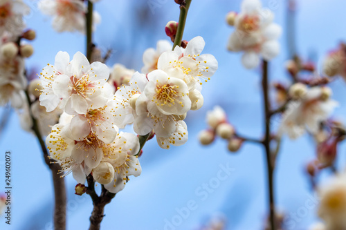 White plum blossoms in Adachi city Urban Agricultural Park, Tokyo, Japan photo