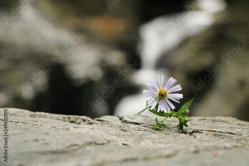 Bloom at the Falls