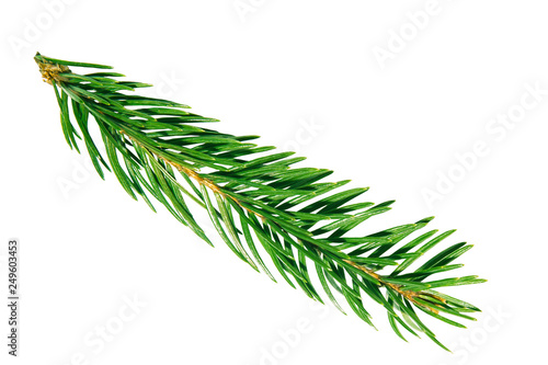 A branch from a spruce forest