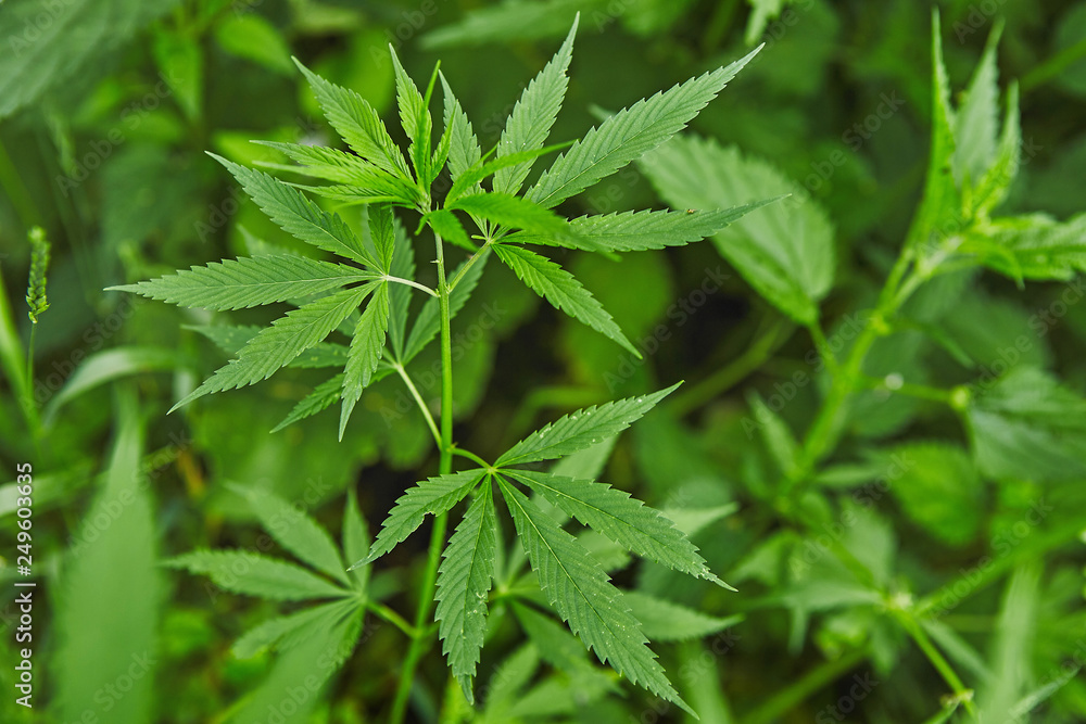 Green fresh marijuana leaves pattern Green fresh marijuana leaves pattern