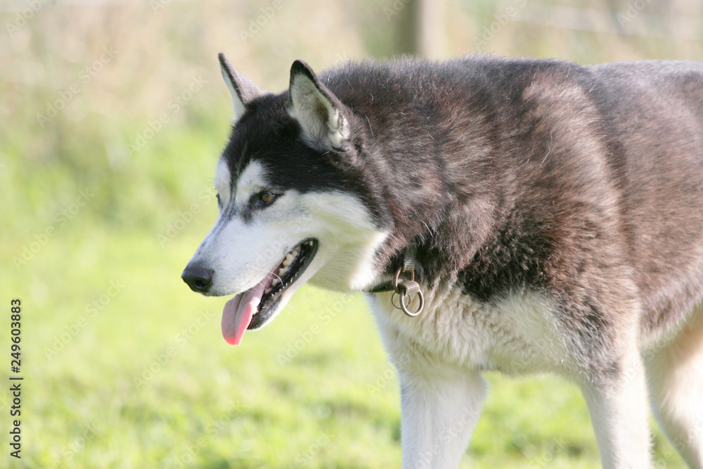 Husky läuft auf dem Rasen