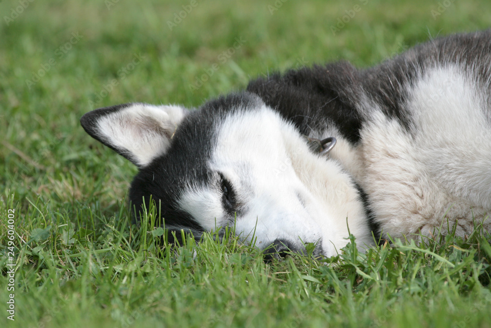 Husky liegt auf dem Rasen