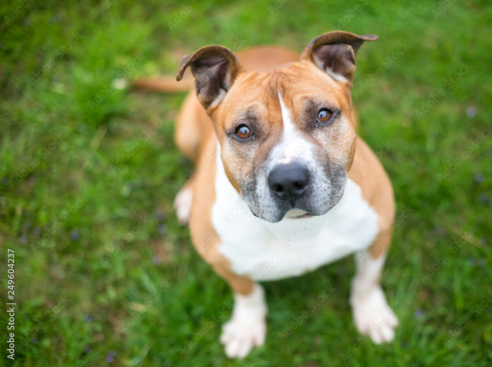 A red and white Pit Bull Terrier mixed breed dog sitting outdoors