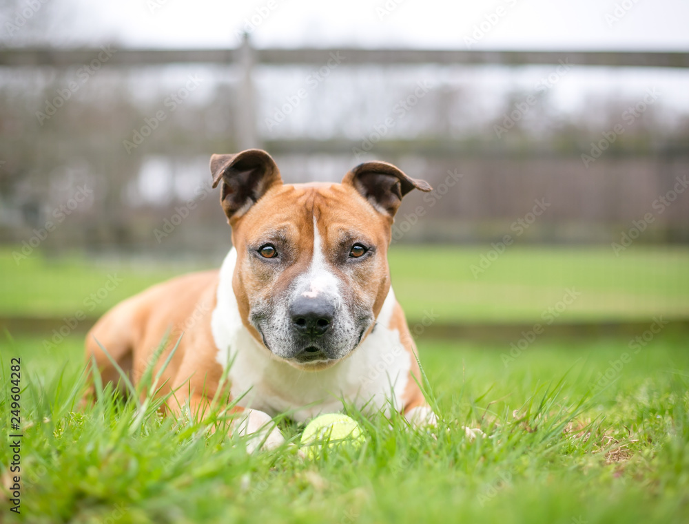 A red and white Pit Bull Terrier mixed breed dog lying in the grass with a ball