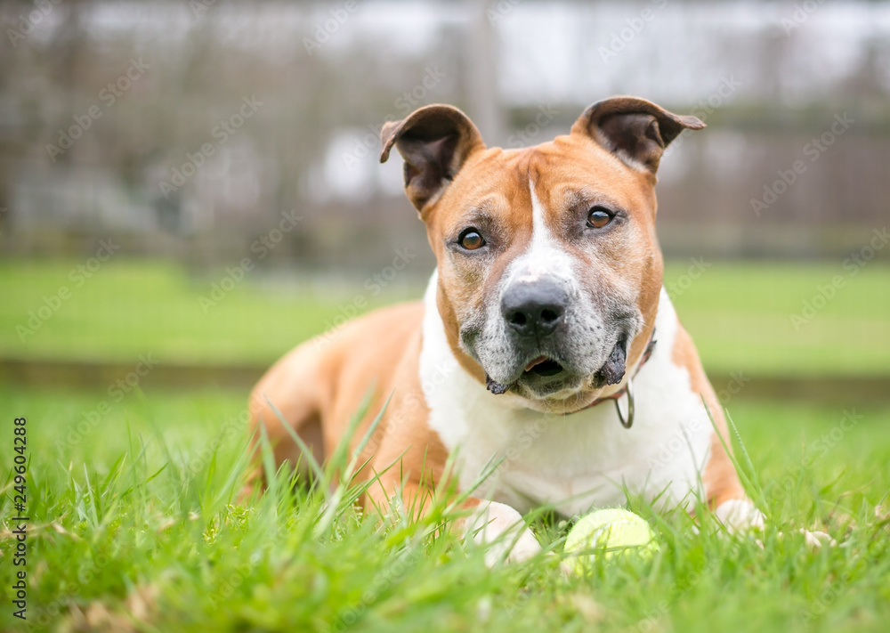 A red and white Pit Bull Terrier mixed breed dog lying in the grass with a ball