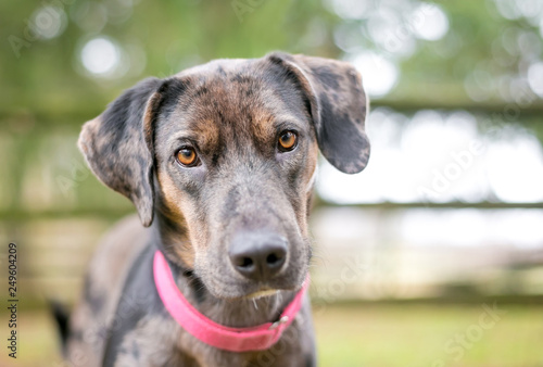 Fotografie A merle Catahoula Leopard Dog mixed breed dog outdoors wearing a red collar