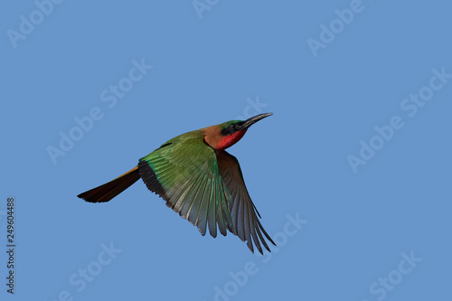 Red-throated bee-eater (Merops bulocki) © dennisjacobsen