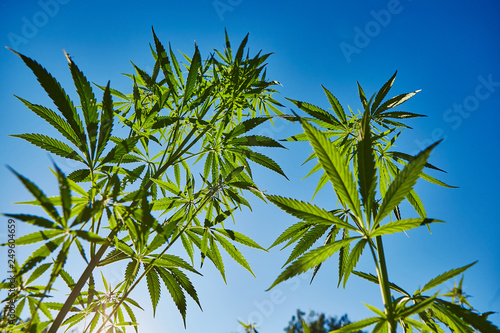 Beautiful still life with copy space of marijuana plant on blue sky background