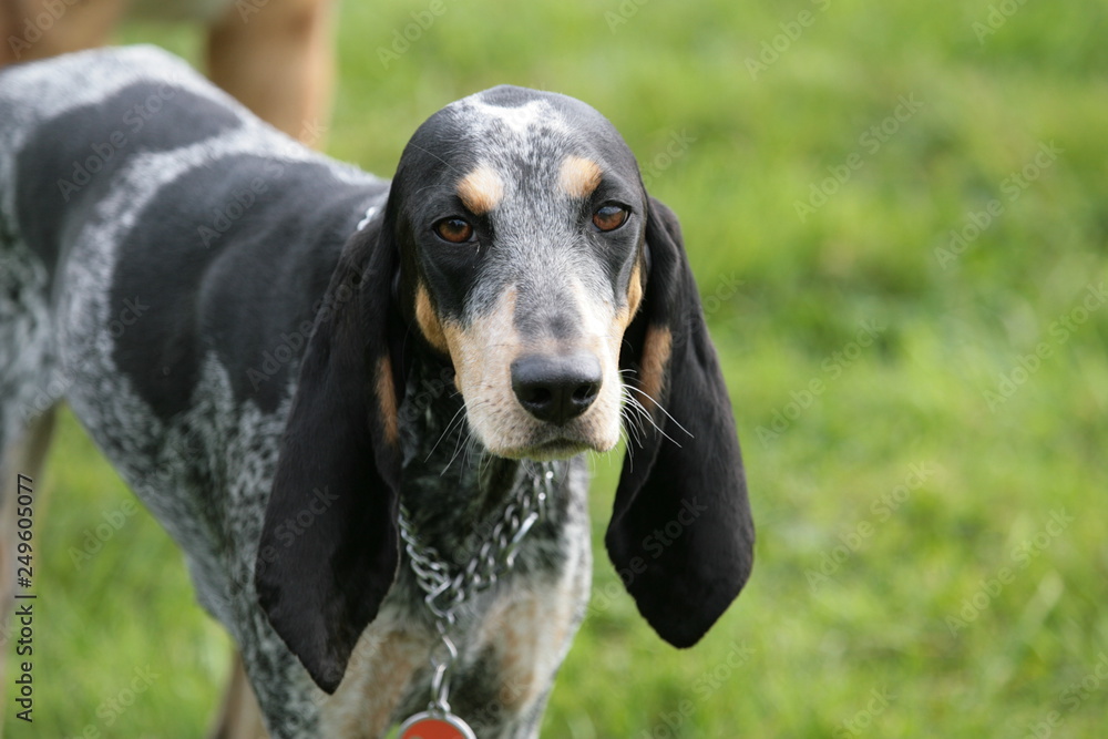 Hund mit großen Schlappohren auf Rasen