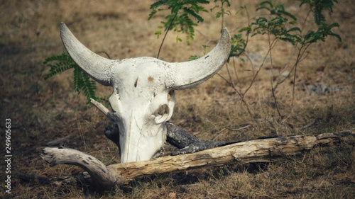 skull of a bull