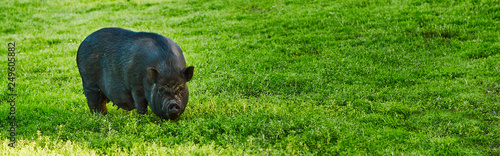 Cute fat pot-bellied pigs on free meadow of private farm