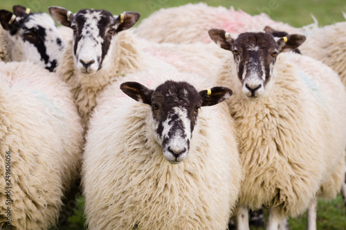 North of England or North Country Mule sheep cross bred between a lowland ram and a Swaledale ewe to produce hardy offspring with good wool and meat photo