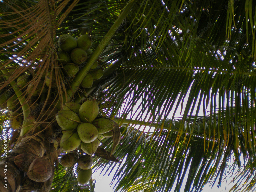 Fototapeta premium Hammock View of Coconut Tree
