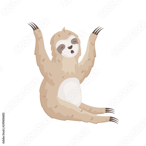 Little sloth is stretching, yawning, sitting, holding his paws up with closed eyes