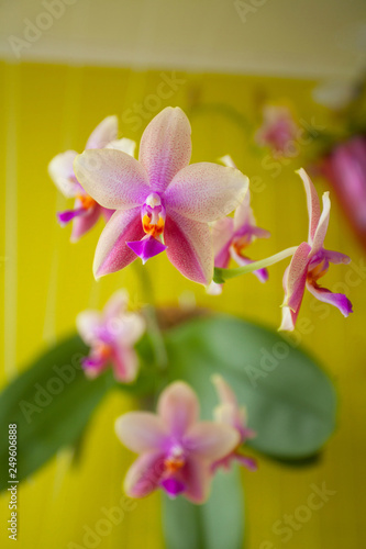 Beautiful rare orchid in pot on yellow background