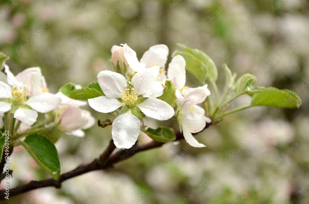 Apfelbaumblüten nach einer Regennacht Apfelbaumblüten nach einer Regennacht