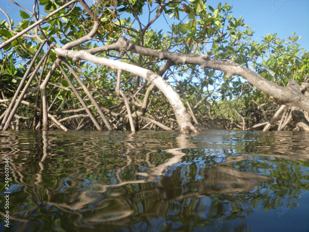 mangrove crique patate guyane mangrove crique patate guyane