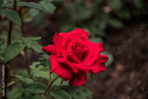 Rose flower closeup. Shallow depth of field. Spring flower of red rose photo