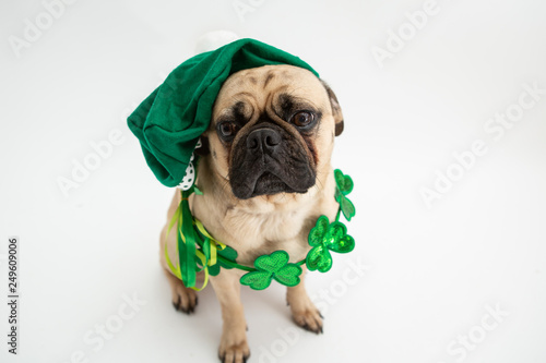 Cute pug dog wearing a green hat and shamrock necklace for St Patricks Day © Lori