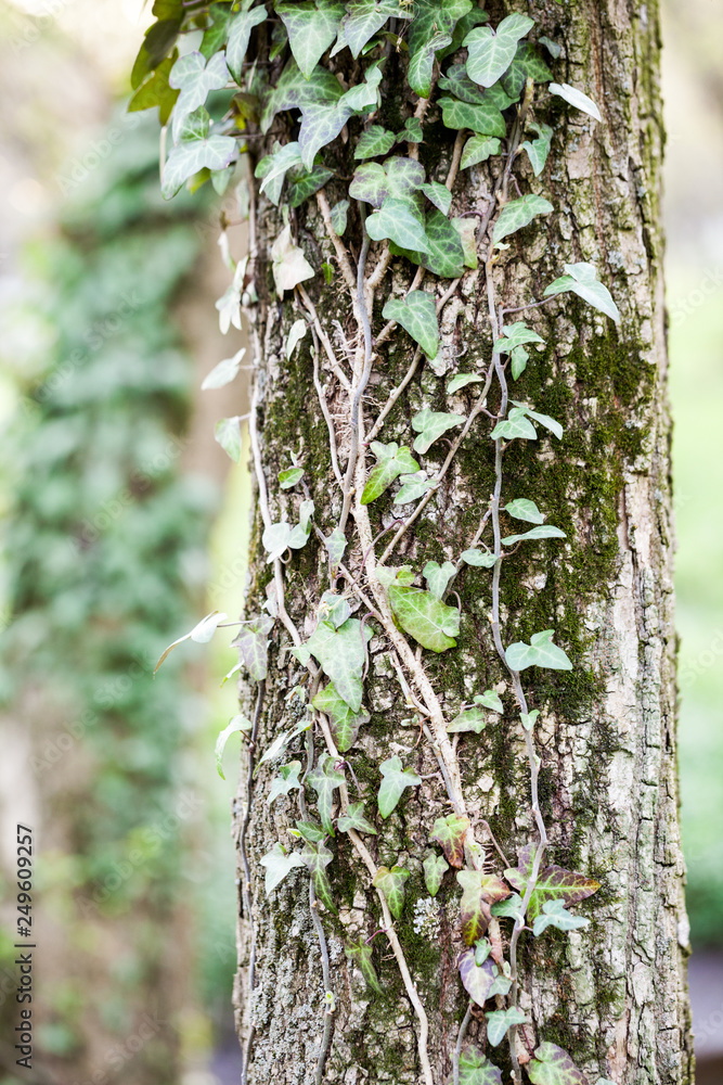Beautiful, wild ivy on tree bark in the park Beautiful, wild ivy on tree bark in the park