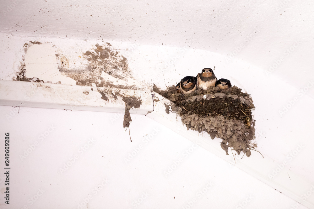 Obraz premium Swallow cubs in the nest