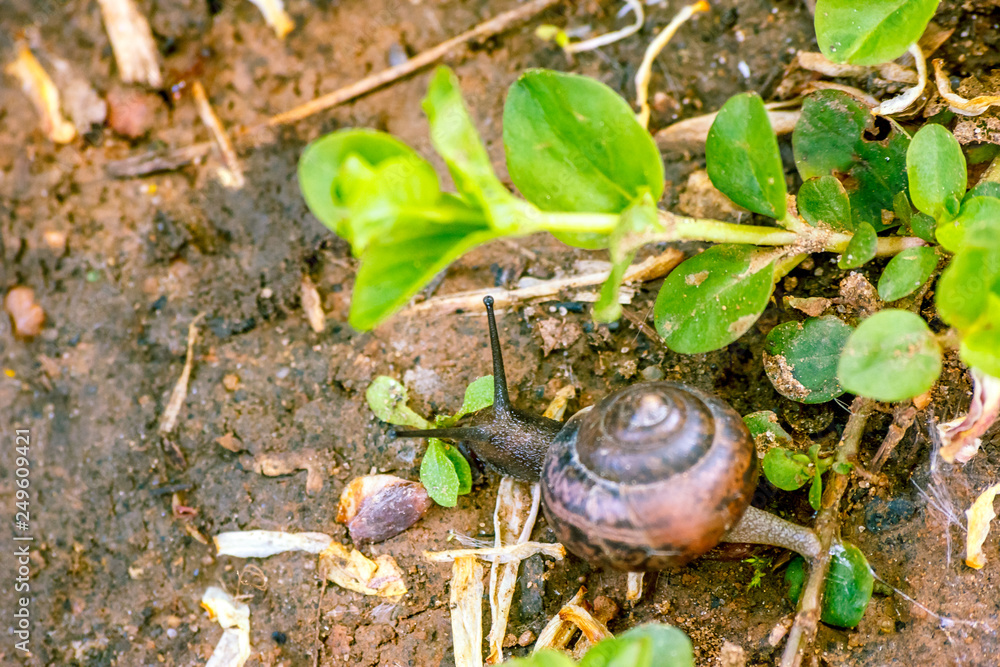 Photo of a natural still life snail close-up crawling in the forest on the ground of branches and grass in the background