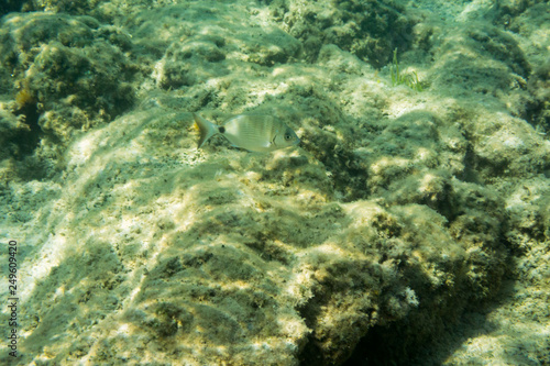 Underwater texture and fauna in Ionian sea, Zakynthos, Greece