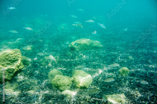 Underwater texture and fauna in Ionian sea, Zakynthos, Greece © ileana_bt
