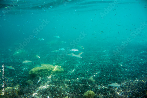 Fototapeta Naklejka Na Ścianę i Meble -  Underwater texture and fauna in Ionian sea, Zakynthos, Greece