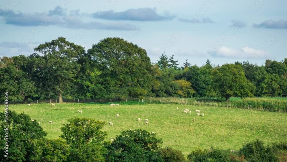 Sheep Grazing In A Pasture, Surrey, England, UK Sheep Grazing In A Pasture, Surrey, England, UK