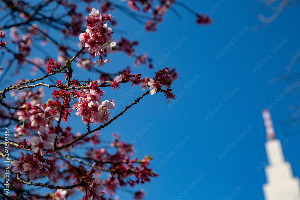 sakura flower & cherry blossoms with close up petals and pollen during the Spring time in Tokyo, Japan. sakura flower & cherry blossoms with close up petals and pollen during the Spring time in Tokyo, Japan.