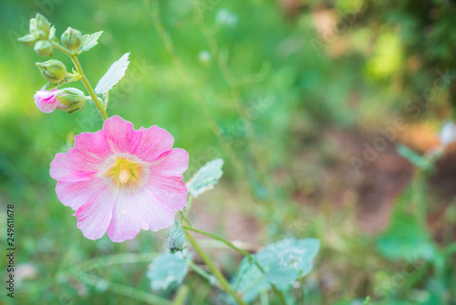 Many beautiful flowers and fruits standing in the garden