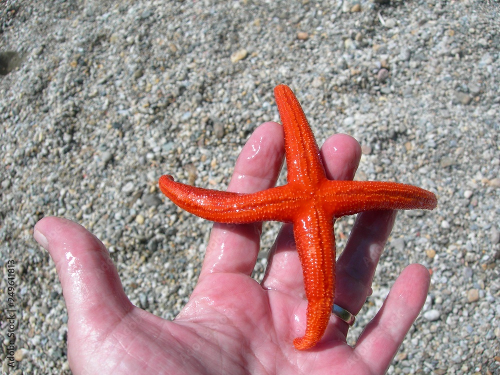 L'étoile de mer de Magaud France L'étoile de mer de Magaud France