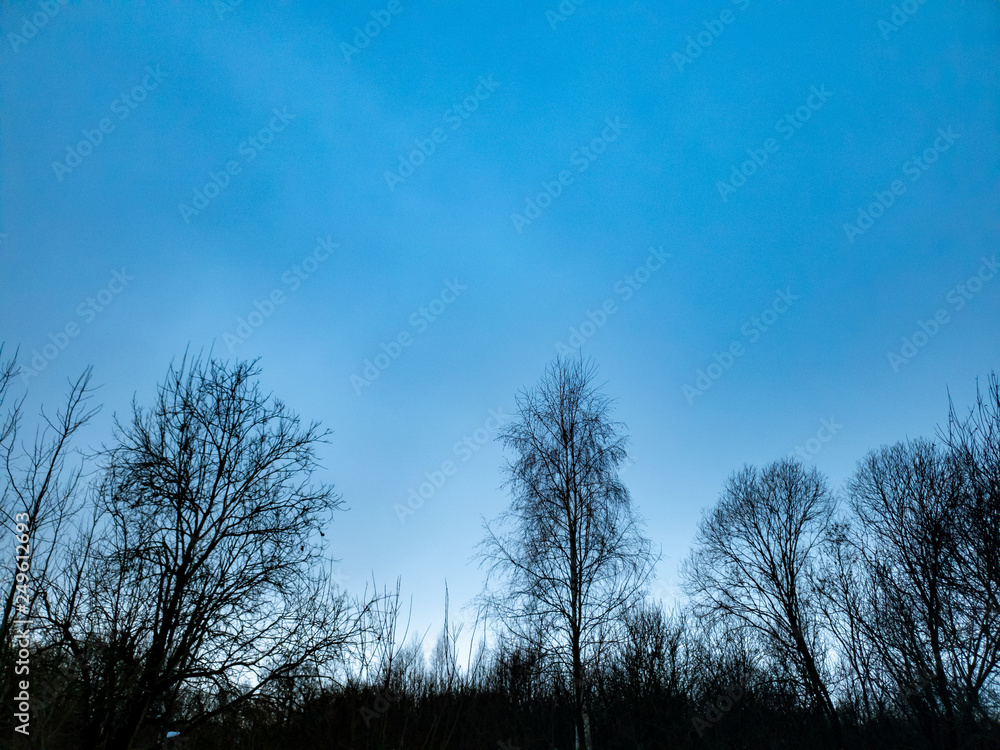 Trees in the forest. Clouds over the forest in winter. Trees in the forest. Clouds over the forest in winter.