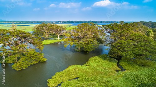 Aerial. Fruit bat trees. Tissamaharama, Sri Lanka. photo