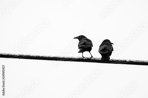 Photography Two crows sit on an ice covered wire