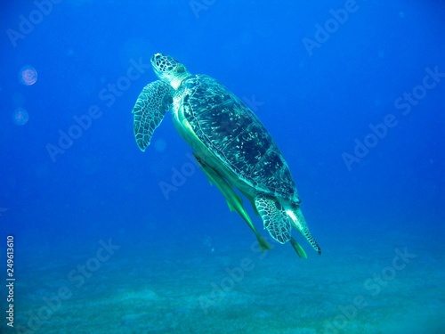 turtle in tropical waters 