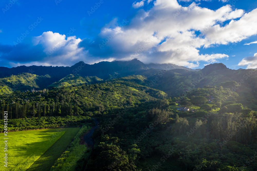 Obraz premium Mokulēʻia Forest Reserve