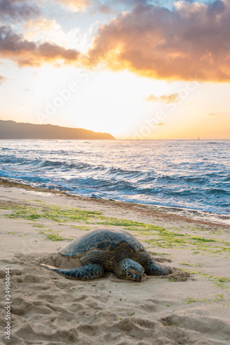 Sea Turtle on Sunset Beach 1